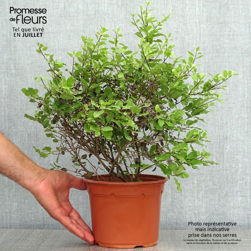 Exemplar von Pittosporum tenuifolium Tom Thumb Topf mit 2L/3L wie im Sommer geliefert