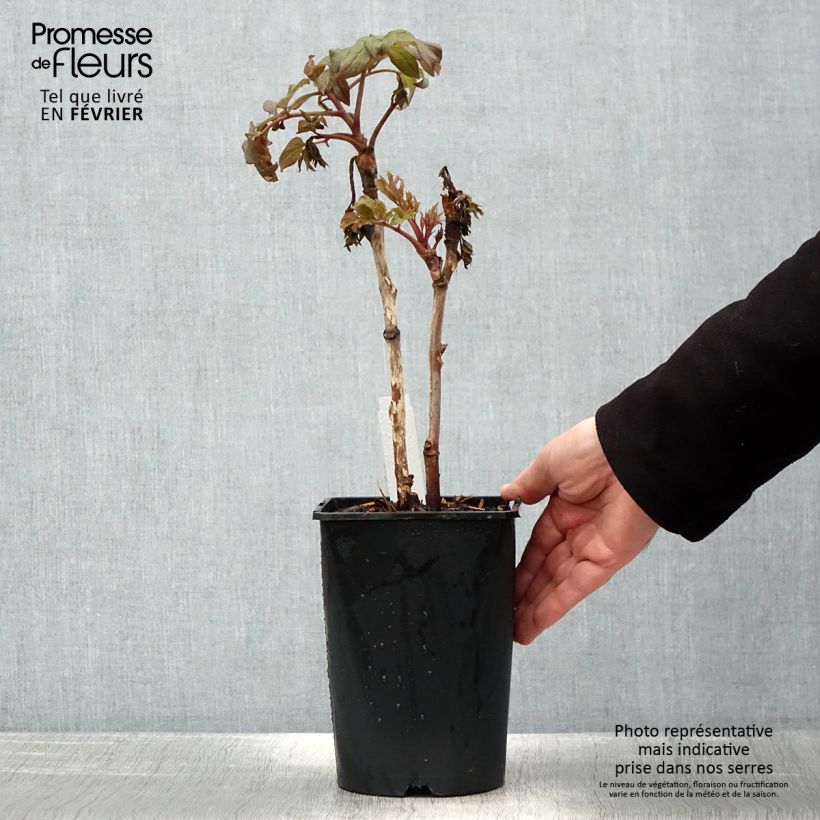 Exemplar von Paeonia suffruticosa Juan Ye Hong - Strauch-Pfingstrose Topf mit 2L/3L wie im Winter geliefert