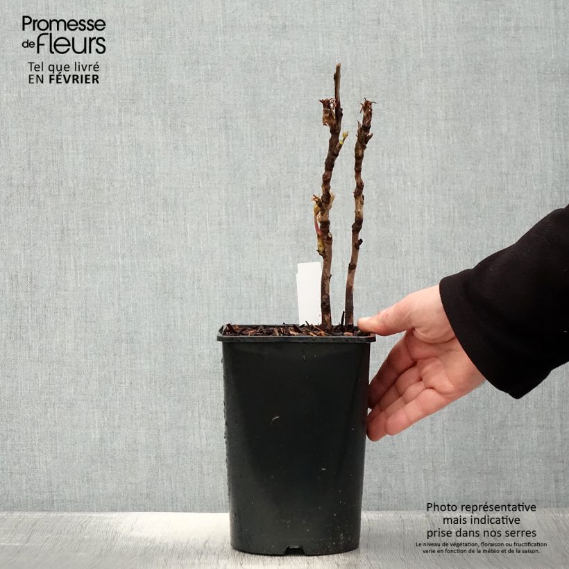 Exemplar von Paeonia suffruticosa Lan Bao Shi - Strauch-Pfingstrose Topf mit 2L/3L wie im Winter geliefert