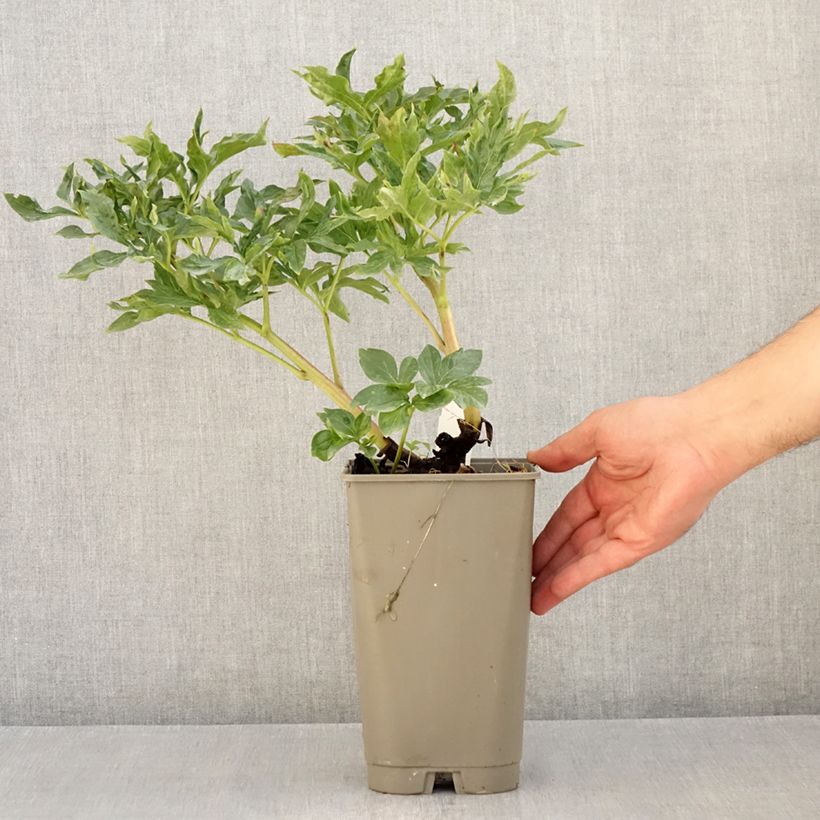 Exemplar von Paeonia lactiflora Coral Sunset - Edel-Pfingstrosen Topf mit 3L/4L wie im Sommer geliefert
