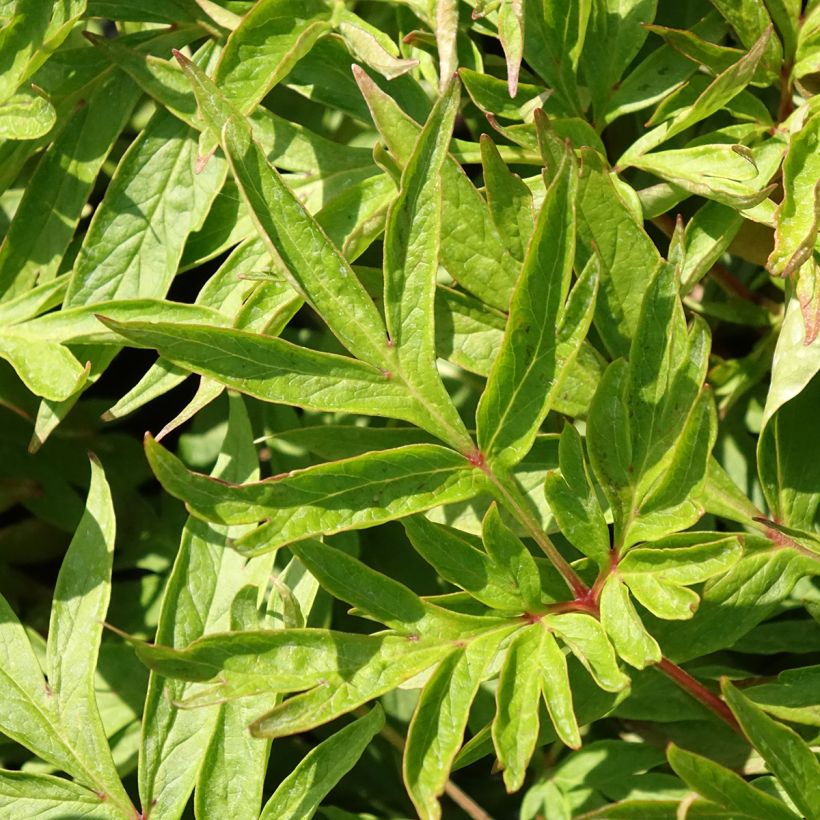 Paeonia emodi Late Windflower (Laub)