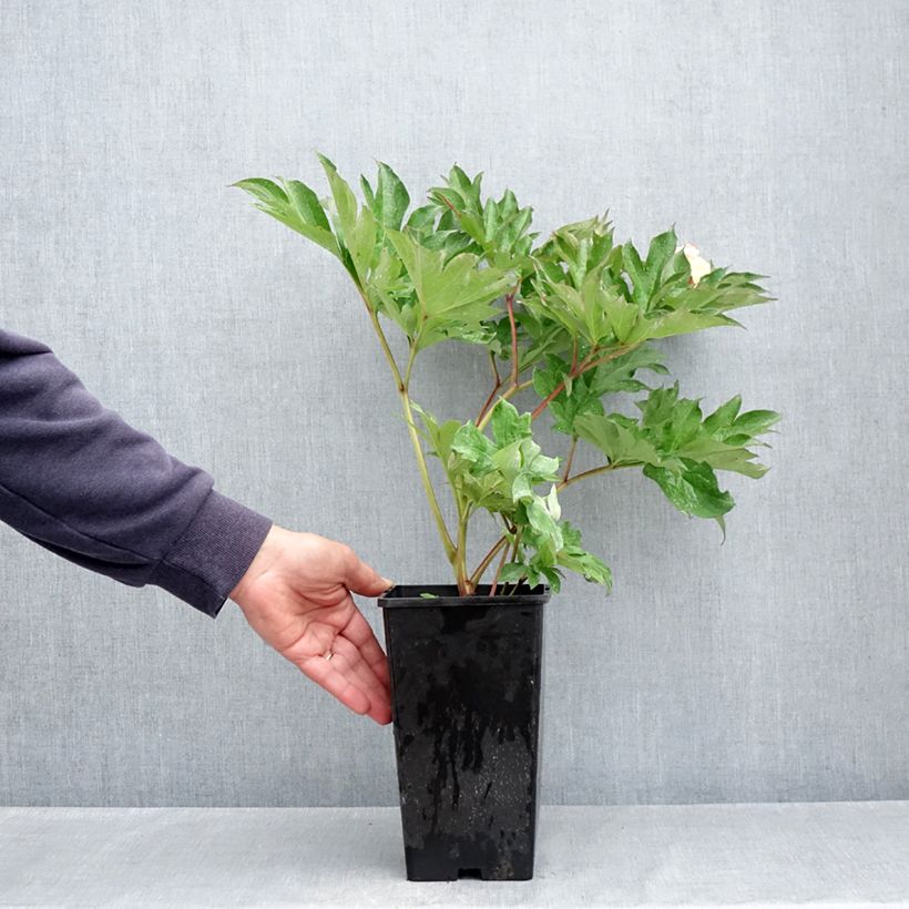 Exemplar von Paeonia Itoh Garden Treasure Topf mit 4L/5L wie im Frühjahr geliefert