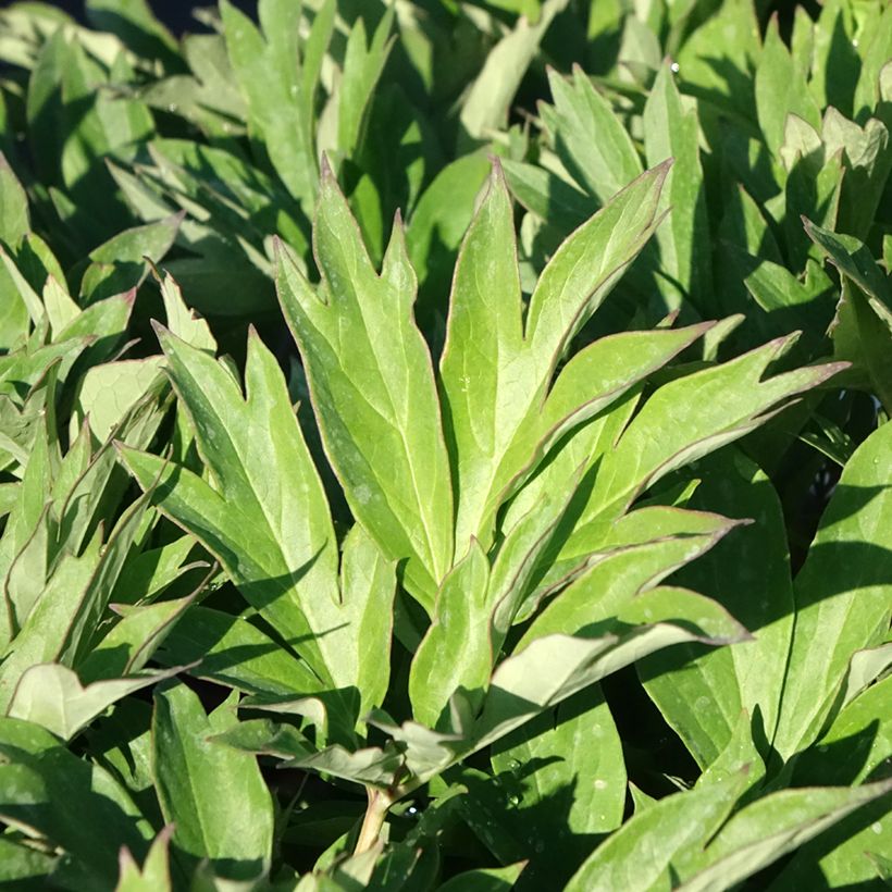 Paeonia Itoh Hillary (Laub)