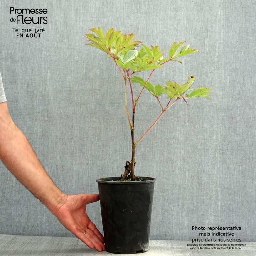 Exemplar von Paeonia Itoh Pastel Splendor Stamm 3/5 Augen wie im Sommer geliefert