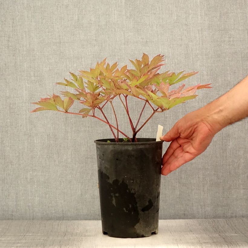 Exemplar von Paeonia Itoh Pastel Splendor Topf mit 2L/3L wie im Sommer geliefert