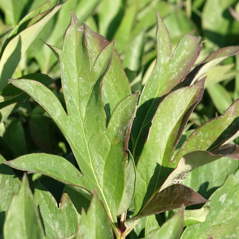 Paeonia Itoh Pink Ardour (Laub)