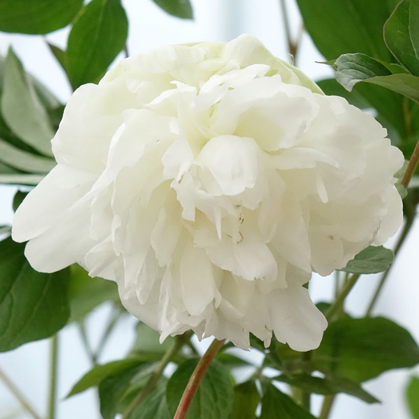 Paeonia x lactiflora Corinne Wersan - Edel-Pfingstrosen (Blüte)