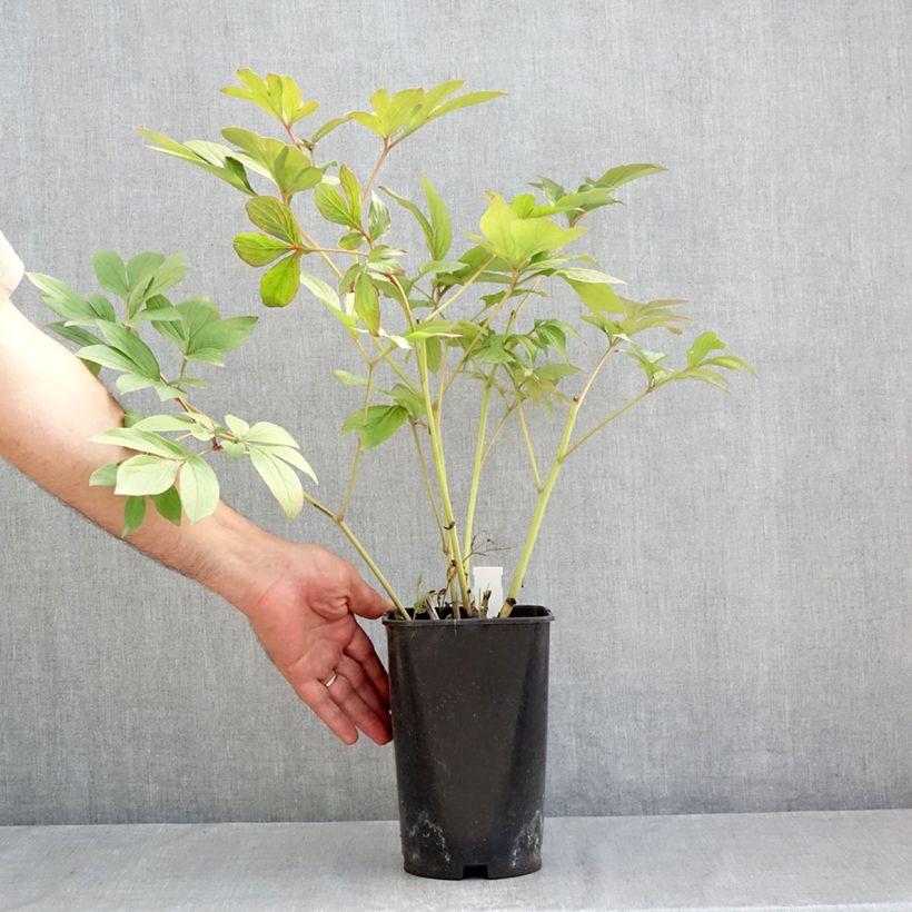 Exemplar von Paeonia x lactiflora Corinne Wersan - Edel-Pfingstrosen Topf mit 4L/5L wie im Sommer geliefert