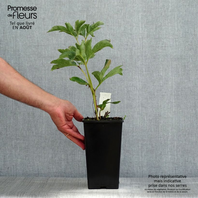 Exemplar von Paeonia lactiflora Duchesse de Nemours - Edel-Pfingstrosen Stamm 3/5 Augen wie im Sommer geliefert