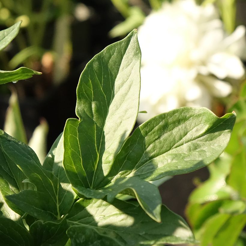 Paeonia lactiflora Bockstoce - Edel-Pfingstrosen (Laub)