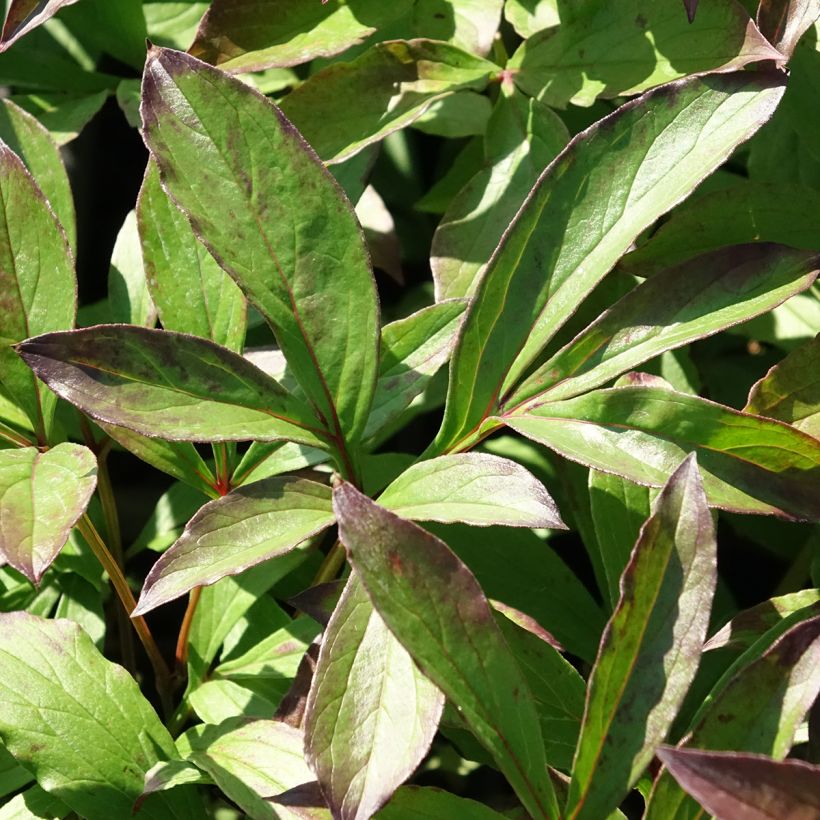 Paeonia lactiflora Jacorma - Edel-Pfingstrosen (Laub)