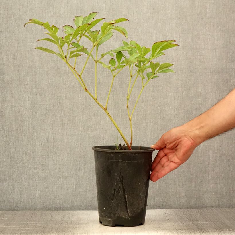 Exemplar von Paeonia lactiflora Jan van Leeuwen - Edel-Pfingstrosen Topf mit 3L/4L wie im Sommer geliefert