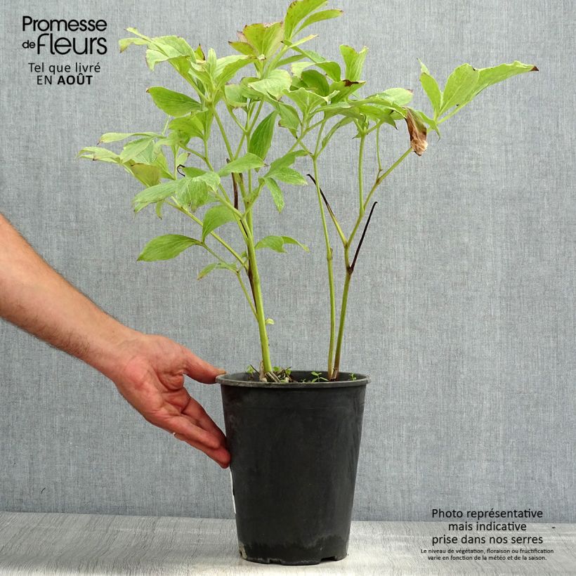 Exemplar von Paeonia lactiflora Jan van Leeuwen - Edel-Pfingstrosen Stamm 3/5 Augen wie im Sommer geliefert