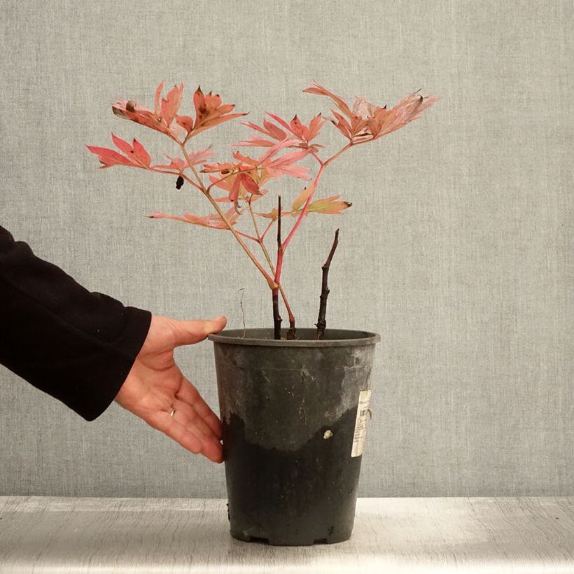 Exemplar von Paeonia lactiflora Kansas - Edel-Pfingstrosen Topf mit 3L/4L wie im Herbst geliefert