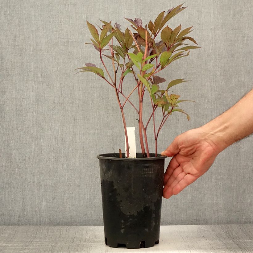 Exemplar von Paeonia lactiflora Paeonia - Edel-Pfingstrosen Topf mit 3L/4L wie im Sommer geliefert