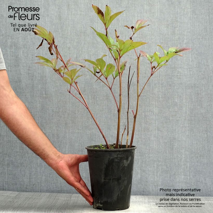 Exemplar von Paeonia lactiflora Paeonia - Edel-Pfingstrosen Stamm 3/5 Augen wie im Sommer geliefert