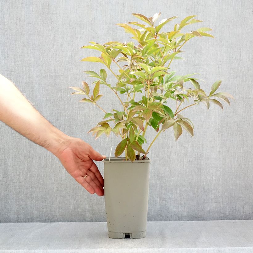 Exemplar von Paeonia x lactiflora Mistress - Edel-Pfingstrosen Topf mit 4L/5L wie im Sommer geliefert