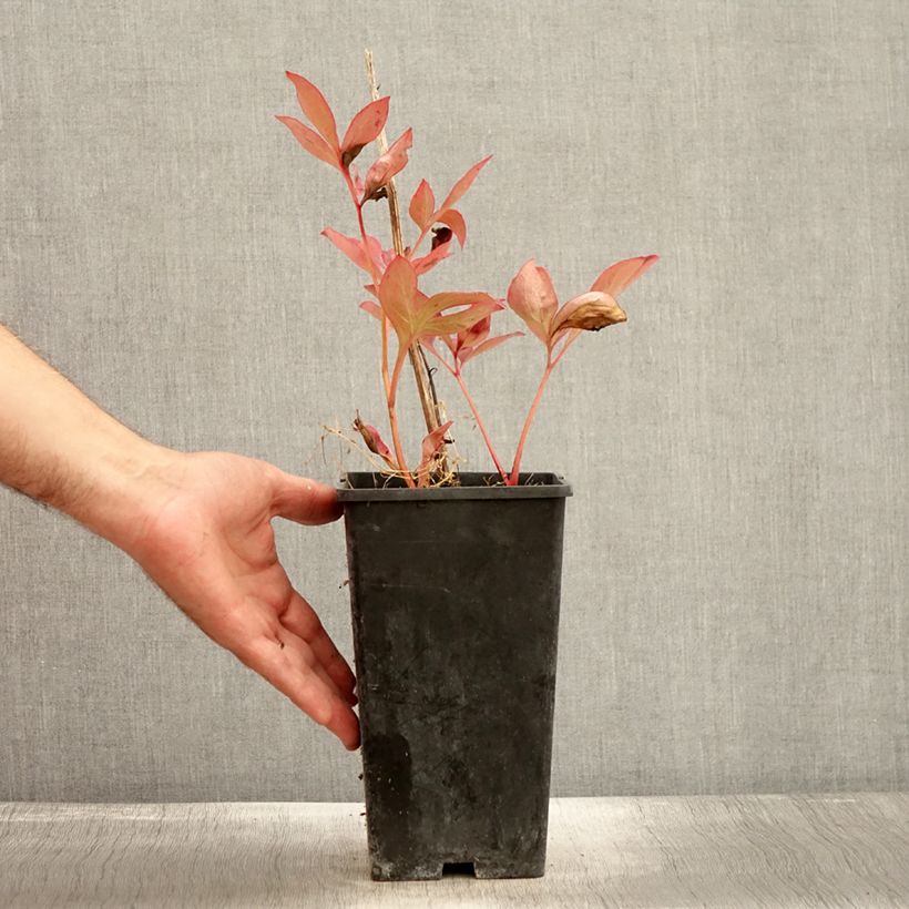 Exemplar von Paeonia lactiflora Mother's Choice - Edel-Pfingstrosen Topf mit 3L/4L wie im Herbst geliefert