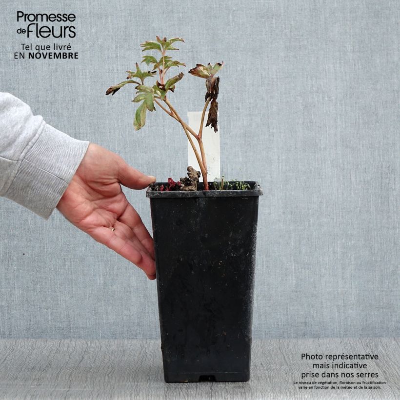Exemplar von Paeonia lactiflora Pink Hawaiian Coral - Edel-Pfingstrosen Topf mit 3L/4L wie im Herbst geliefert