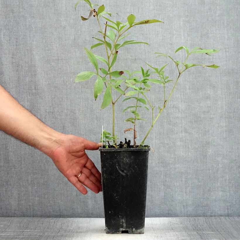 Exemplar von Paeonia lactiflora Primevère - Edel-Pfingstrosen Topf mit 3L/4L wie im Sommer geliefert