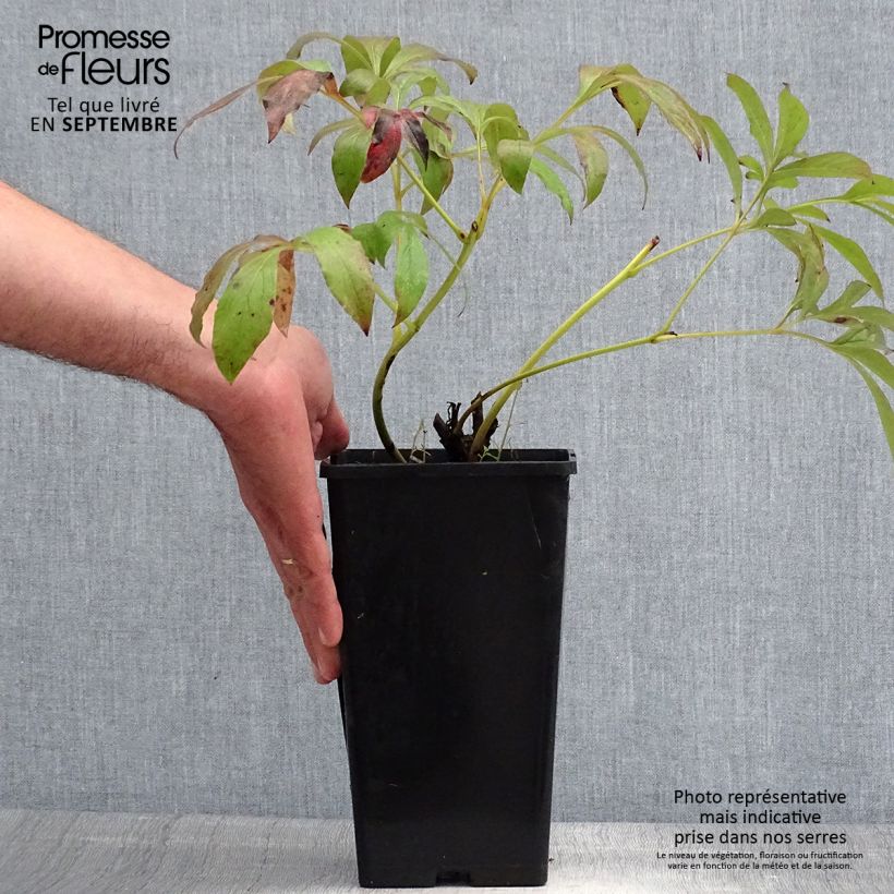 Exemplar von Paeonia lactiflora Primevère - Edel-Pfingstrosen Stamm 3/5 Augen wie im Sommer geliefert