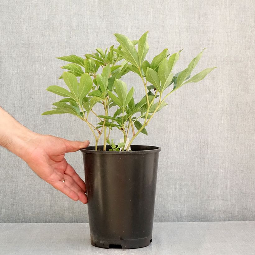 Exemplar von Paeonia lactiflora Top Brass - Edel-Pfingstrosen Topf mit 3L/4L wie im Sommer geliefert