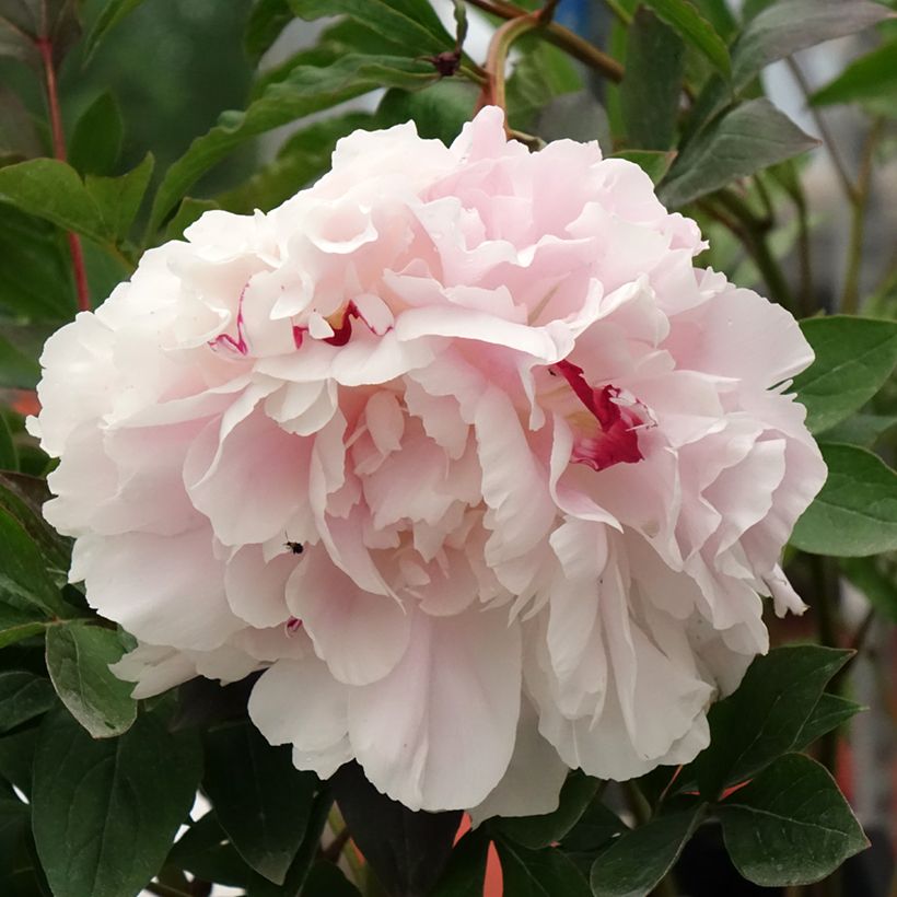 Paeonia x lactiflora Vogue - Edel-Pfingstrosen (Blüte)
