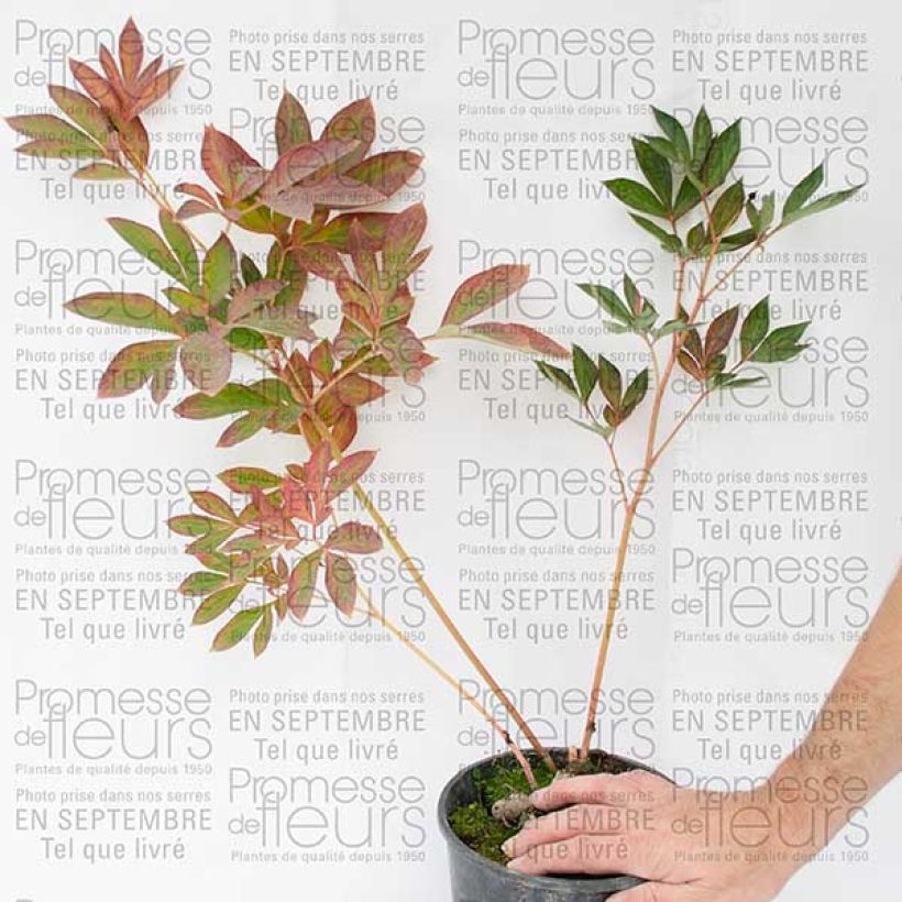 Beispiel eines Exemplars von Paeonia lactiflora Sorbet - Edel-Pfingstrosen Stamm 3/5 Augen wie geliefert