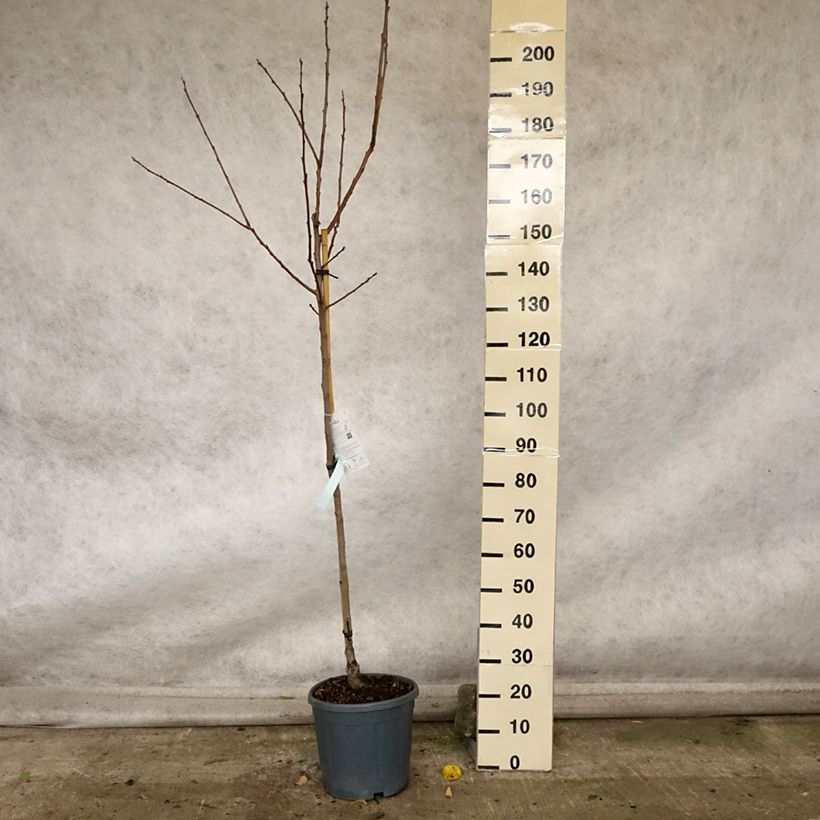 Exemplar von Kaki-Pflaume Cioccolatino - Diospyros kaki Topf mit 12L/15L, Halbstamm wie im Herbst geliefert