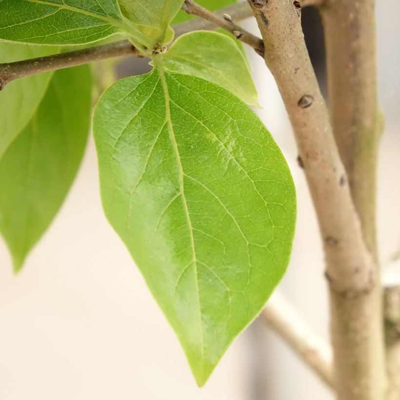 Kaki-Pflaume Cioccolatino - Diospyros kaki (Laub)