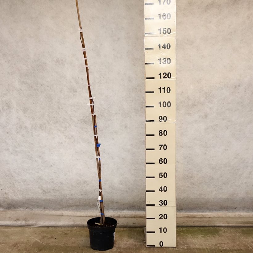 Exemplar von Kaki-Pflaume Korea - Diospyros kaki Topf mit 7,5L/10L, Halbstamm wie im Herbst geliefert