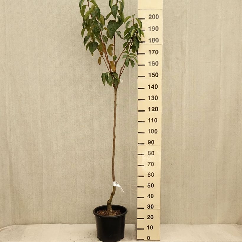 Exemplar von Kaki-Pflaume Ragno - Diospyros kaki Topf mit 12L/15L, Halbstamm wie im Herbst geliefert