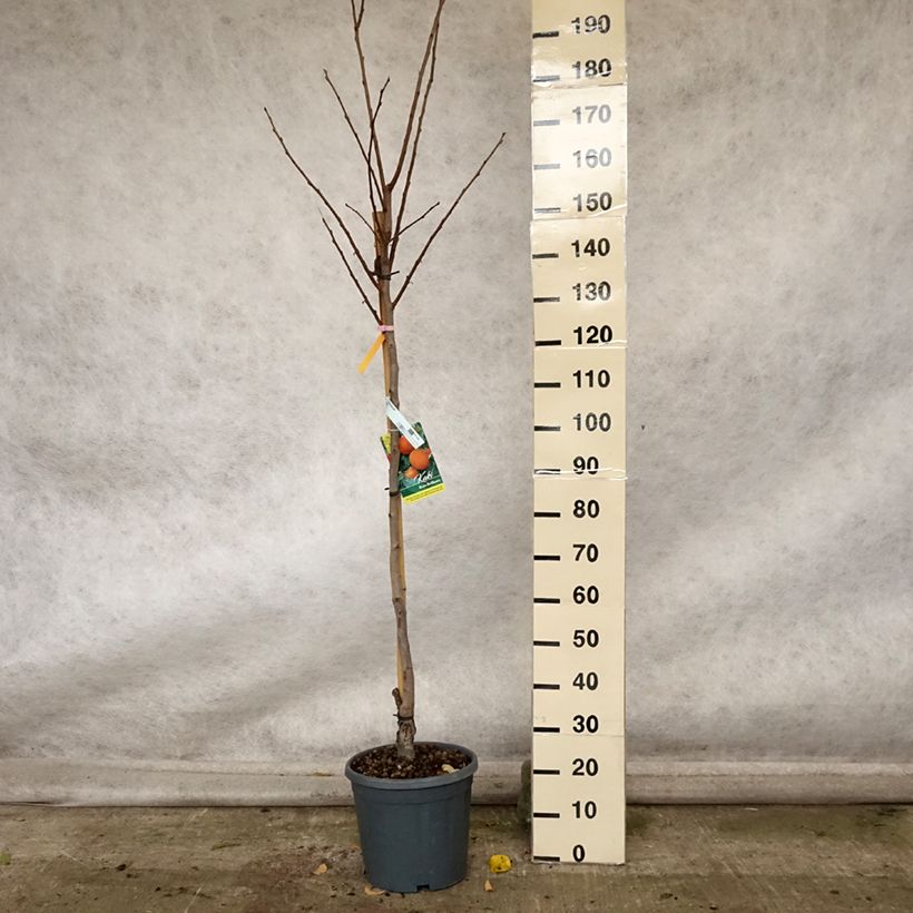 Exemplar von Kaki-Pflaume Rojo Brillante - Diospyros kaki Topf mit 4L/5L, Halbstamm wie im Herbst geliefert