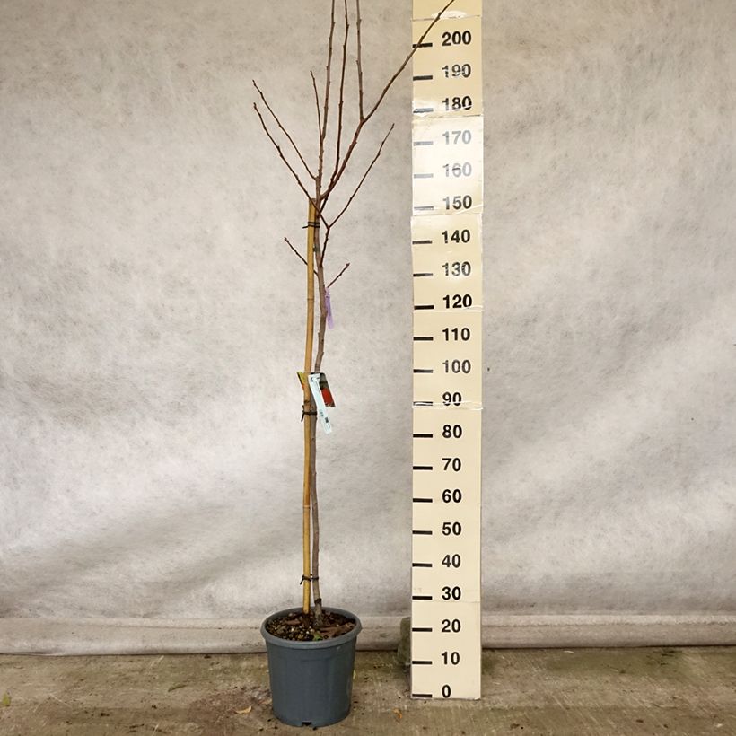Exemplar von Kaki-Pflaume Sharon - Diospyros kaki Topf mit 12L/15L, Halbstamm wie im Herbst geliefert