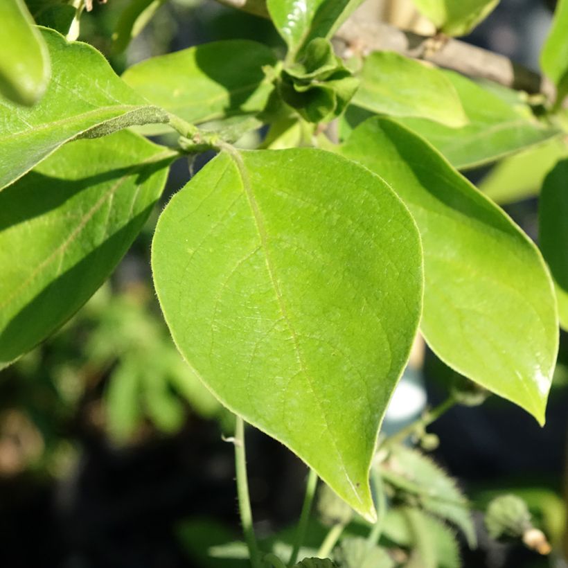 Kaki-Pflaume Tipo - Diospyros kaki (Laub)