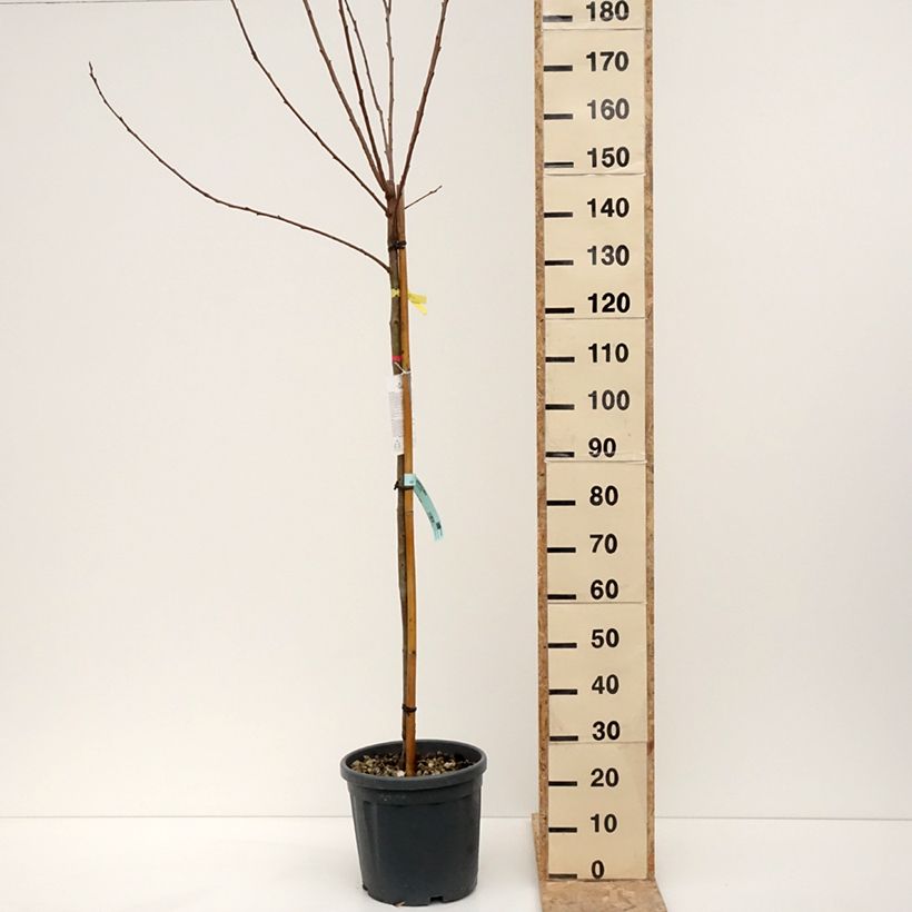 Exemplar von Kaki-Pflaume Vanilila - Diospyros kaki Topf mit 7,5L/10L, HalbstammGelieferte Höhe ca. 200/220cm wie im Winter geliefert
