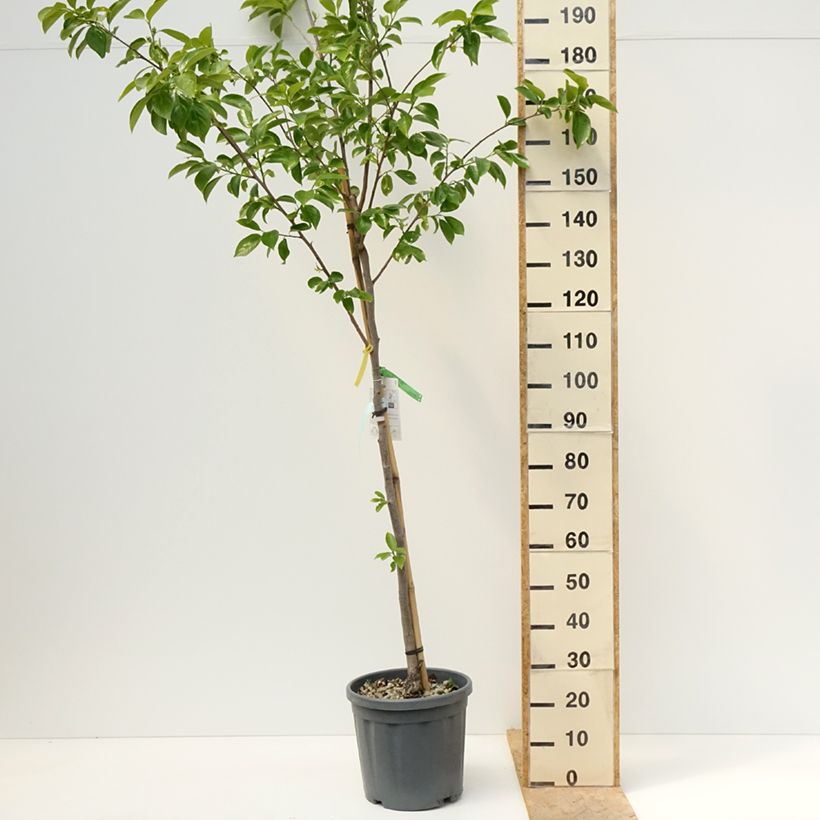 Exemplar von Kaki-Pflaume Vanilila - Diospyros kaki Topf mit 7,5L/10L, Halbstamm wie im Frühjahr geliefert