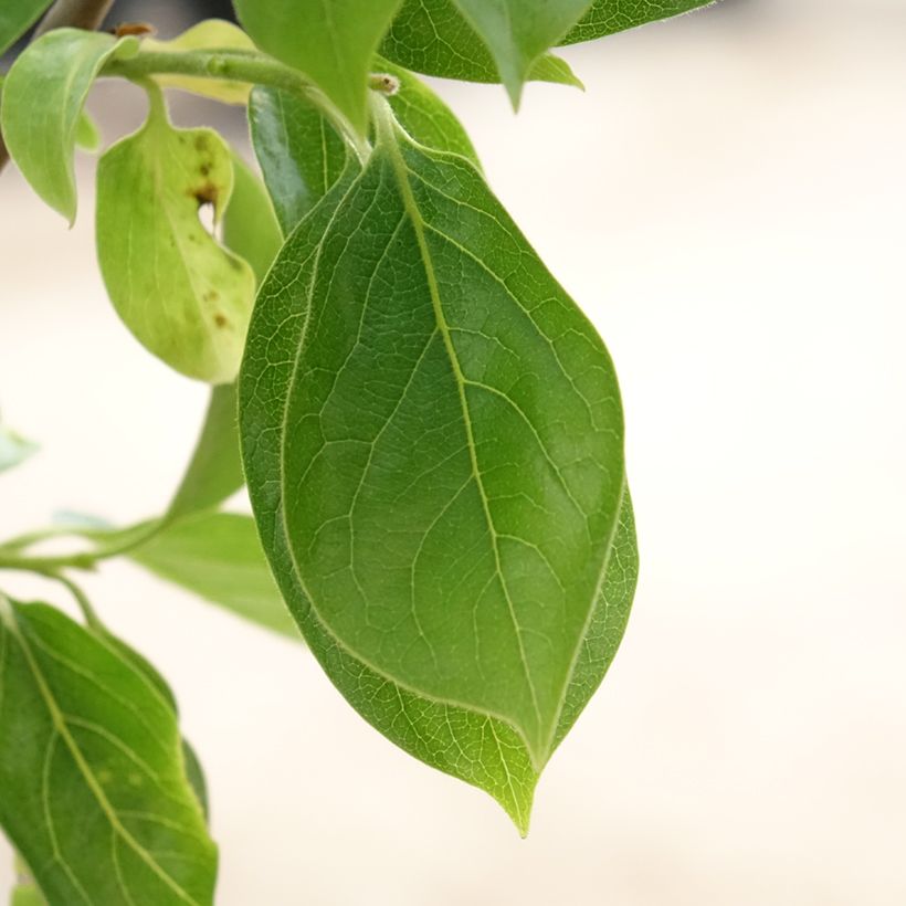 Kaki-Pflaume Vanilila - Diospyros kaki (Laub)
