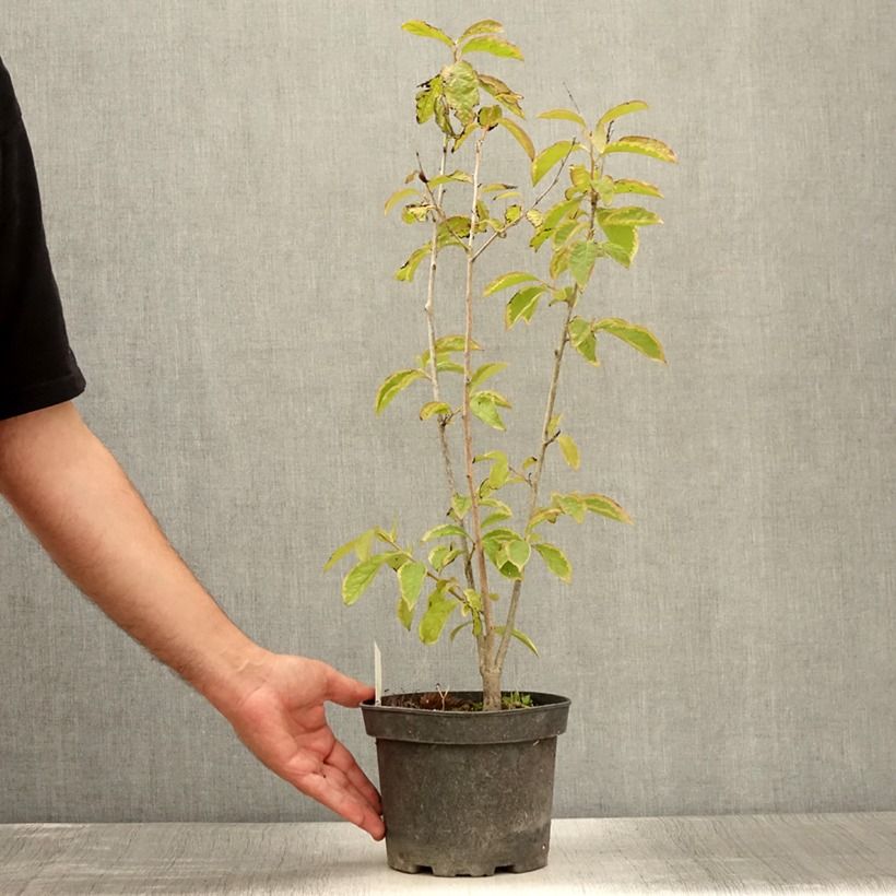 Exemplar von Dattelpflaume - Diospyros lotus Topf mit 2L/3L wie im Sommer geliefert
