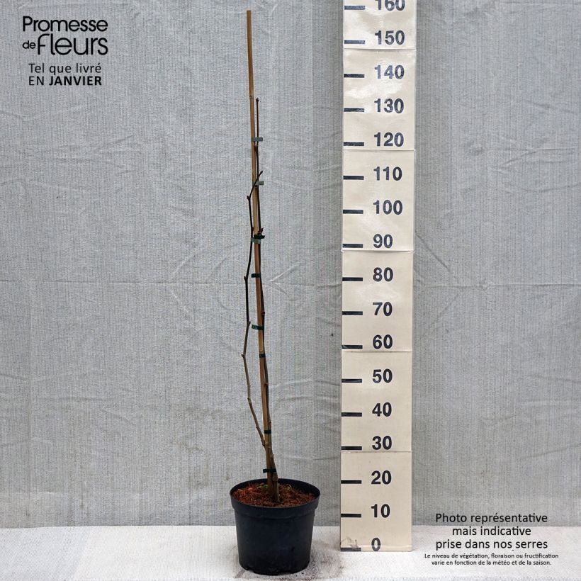 Exemplar von Platanus hispanica Suttneri - Ahornblättrige Platane Topf mit 4L/5L wie im Winter geliefert