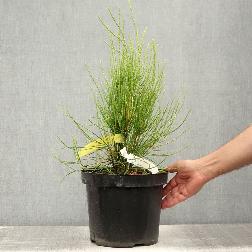 Exemplar von Platycladus orientalis Franky Boy - Morgenländische Lebensbaum Topf mit 7,5L/10L wie im Sommer geliefert