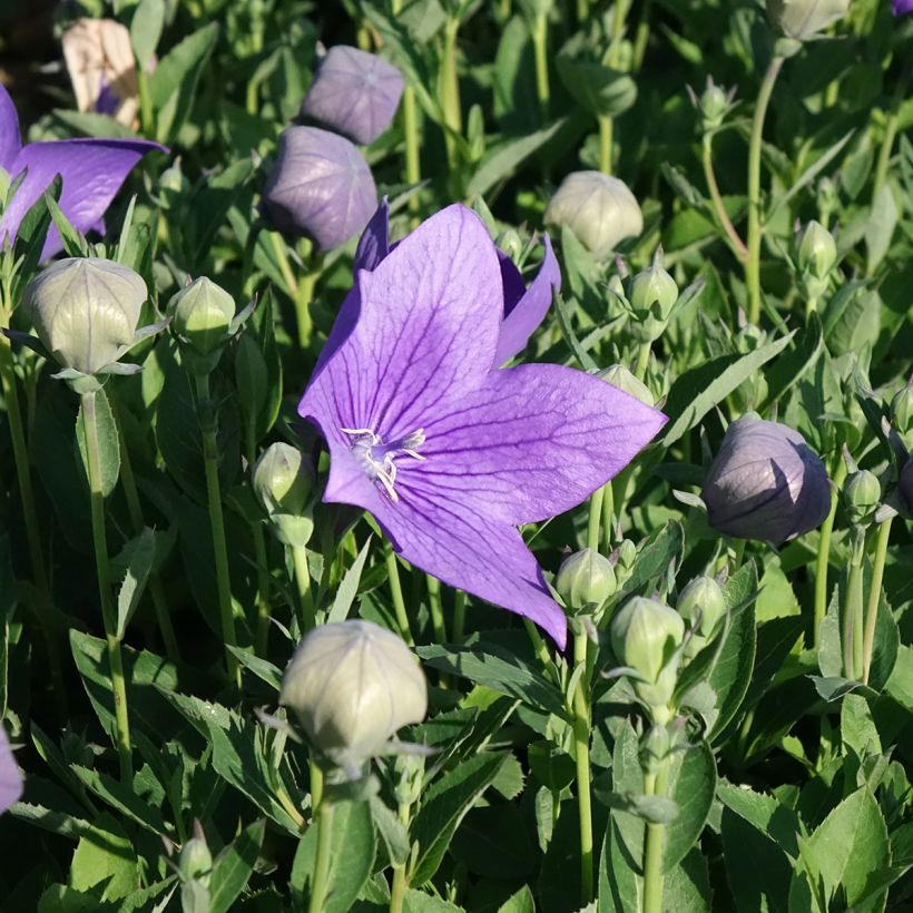 Ballonblume Astra Blue - Platycodon grandiflorus (Blüte)