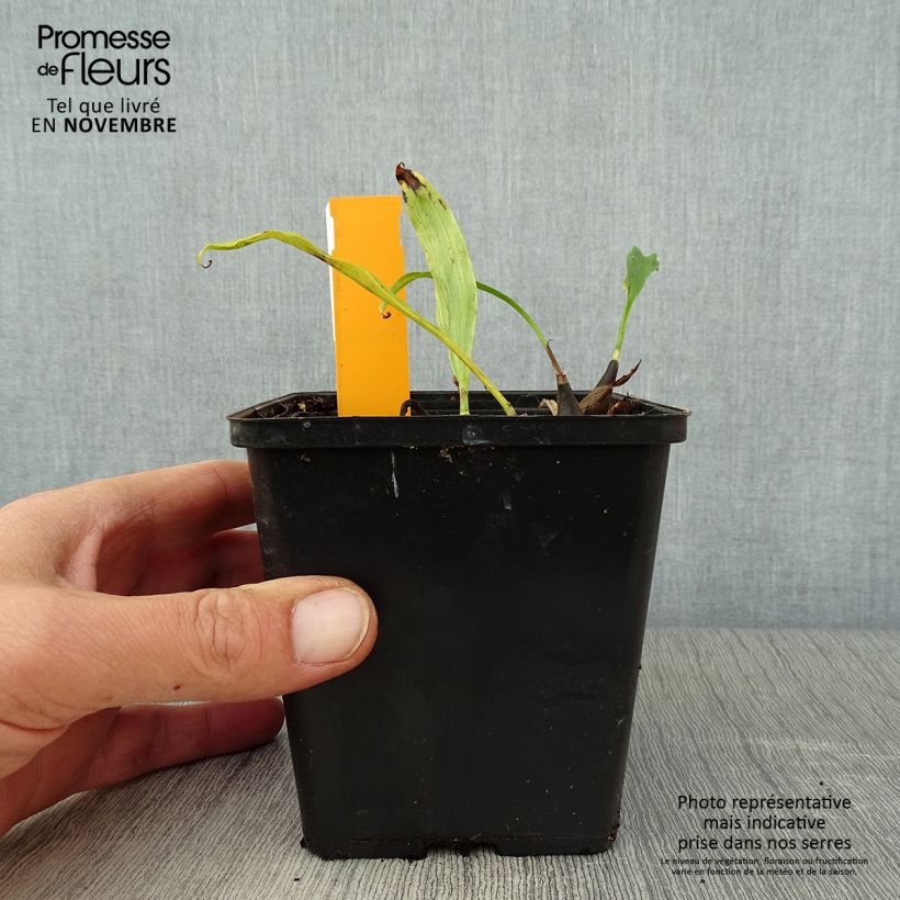 Exemplar von Pleione hybrida Tongariro - Tibetorchidee Topf mit 1L/1,5L wie im Herbst geliefert