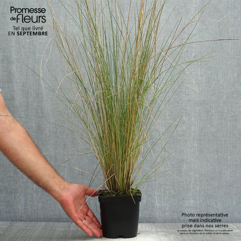 Exemplar von Poa labillardieri - Labillardieres Rispengras Topf mit 2L/3L wie im Sommer geliefert