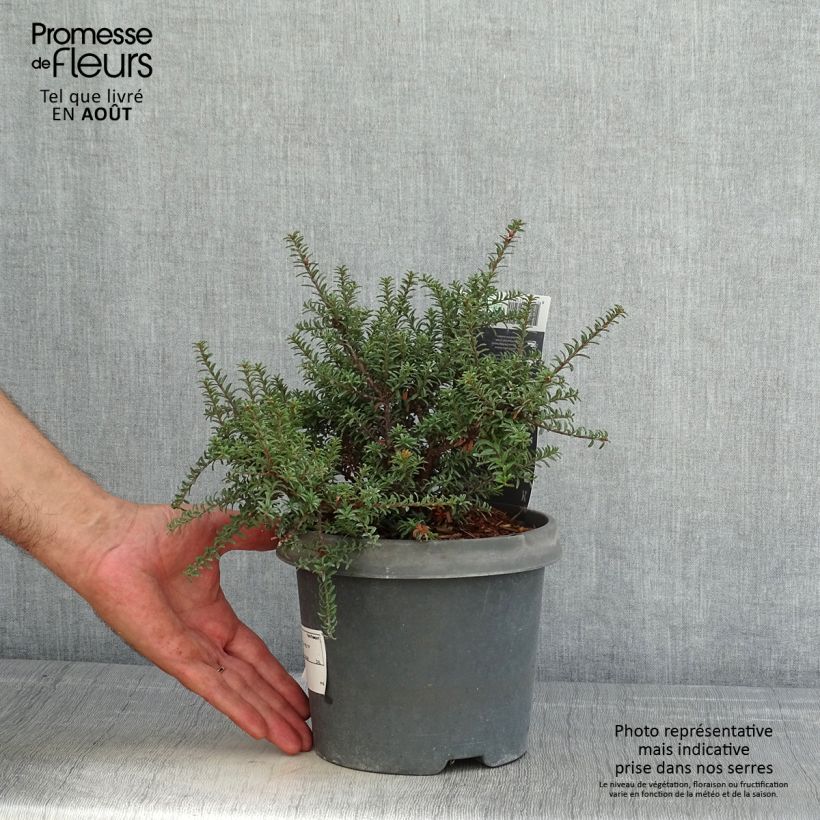 Exemplar von Podocarpus lawrencei Red Tip - Steineibe Topf mit 2L/3L wie im Sommer geliefert