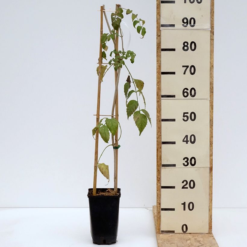 Exemplar von Podranea ricasoliana Comtesse Sarah - Trompetenwein Topf mit 2L/3LGelieferte Höhe ca. 30/120cm wie im Frühjahr geliefert