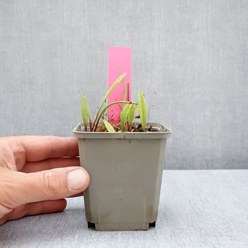Exemplar von Pogonia ophioglossoides - Moorpogonie Kleine Töpfe von 8/9 cm wie im Sommer geliefert