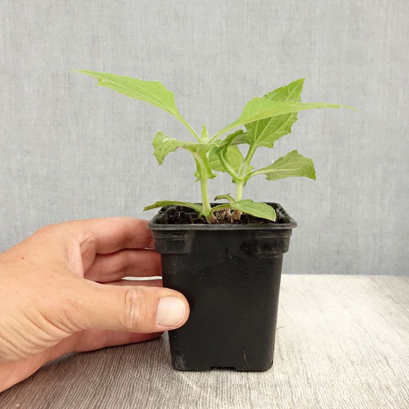 Exemplar von Yacón Bio - Smallanthus sonchifolius Kleine Töpfe von 8/9 cm wie im Sommer geliefert