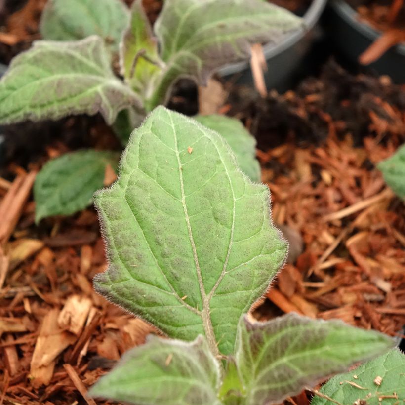 Yacón Morado - Smallanthus sonchifolius (Laub)