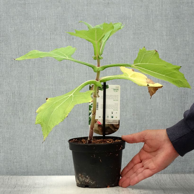 Exemplar von Smallanthus sonchifolius - Yacón  Topf mit 1,5L/2L wie im Sommer geliefert
